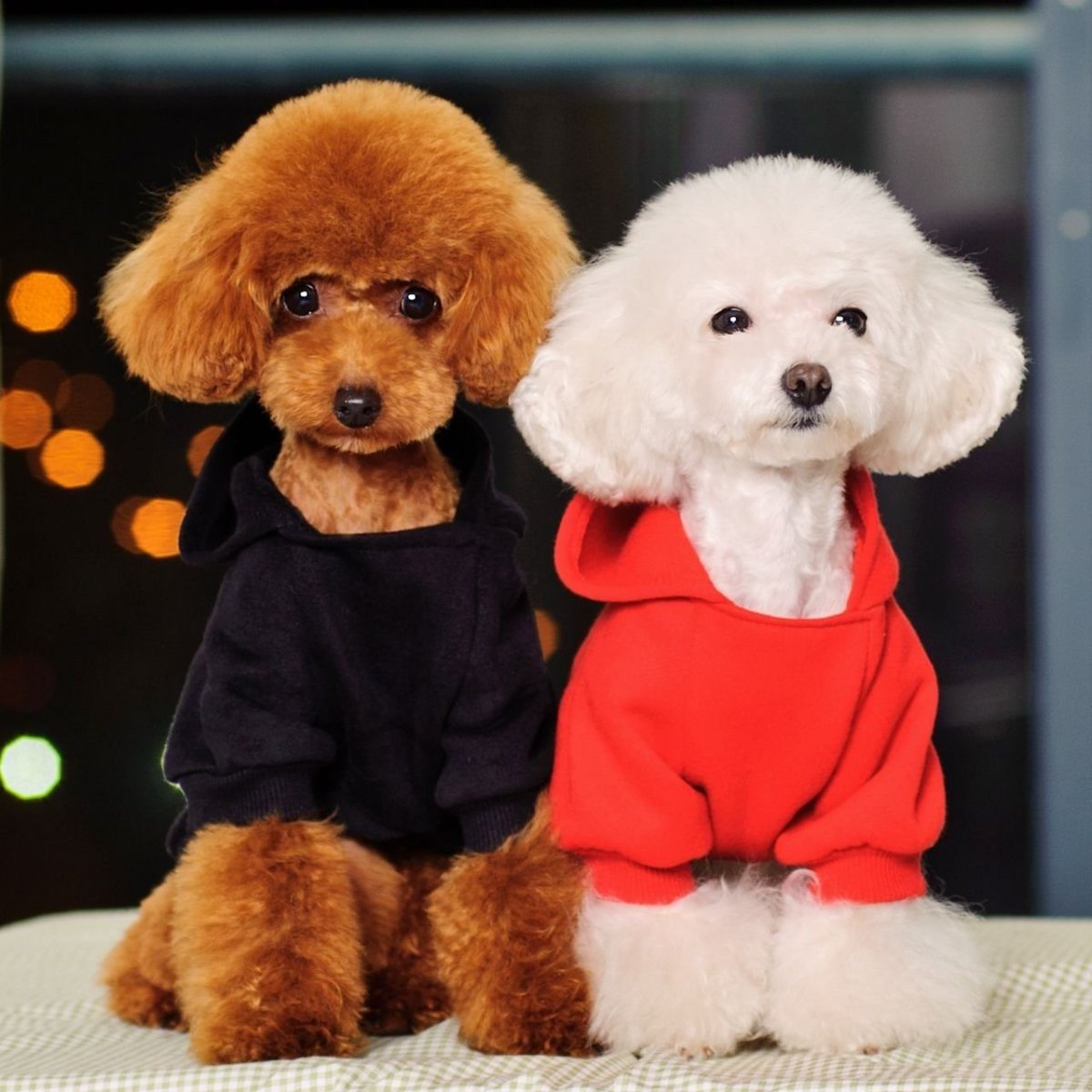 Карликовый пудель рыжий