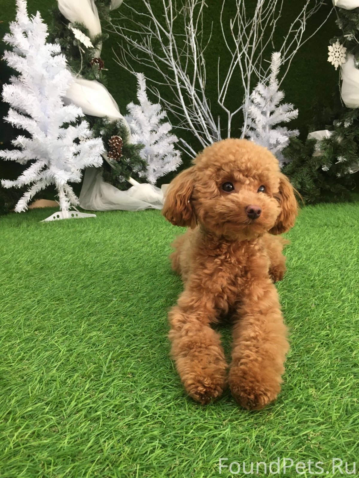 Карликовый пудель не стриженый