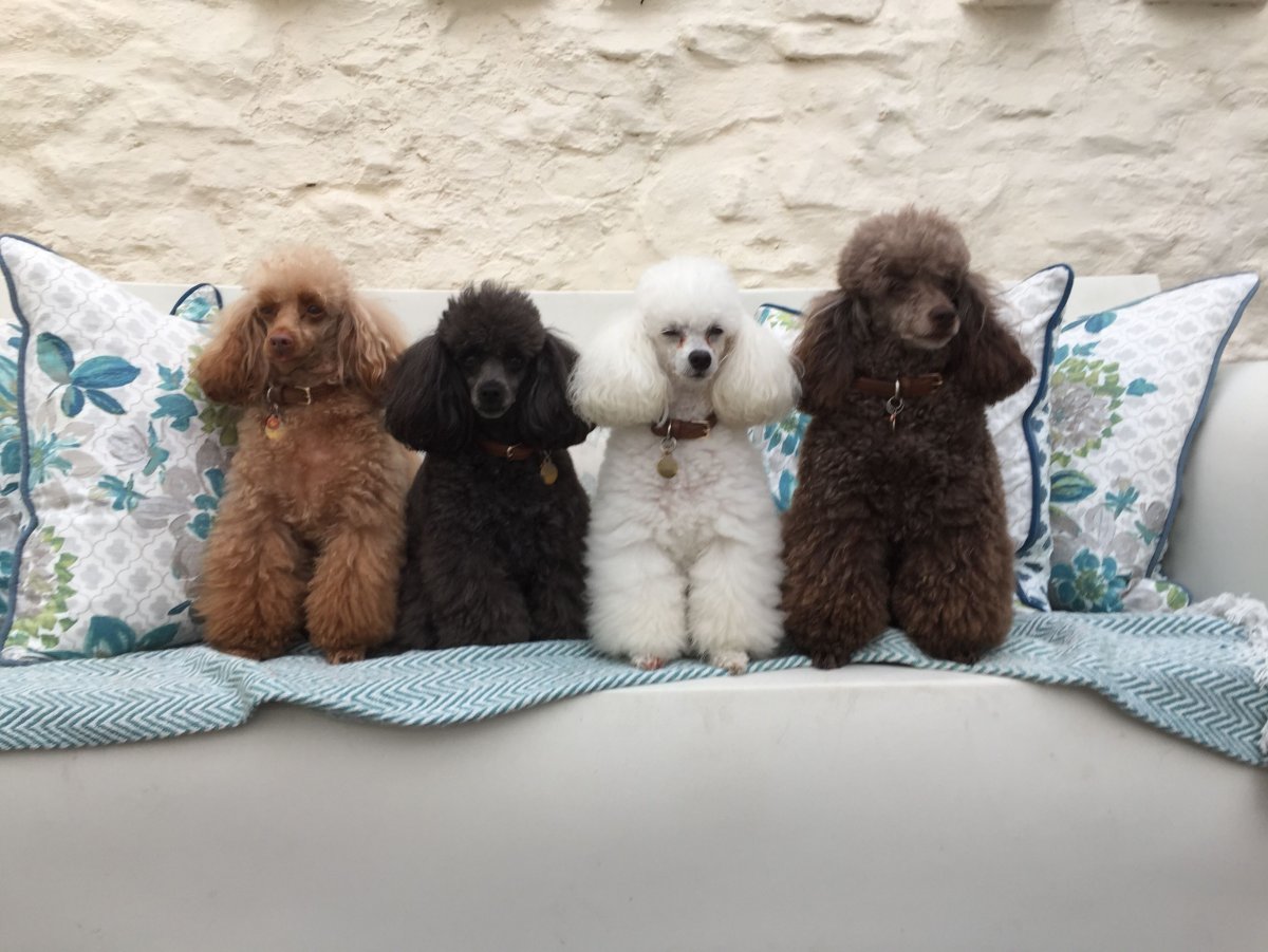 Пудель микс