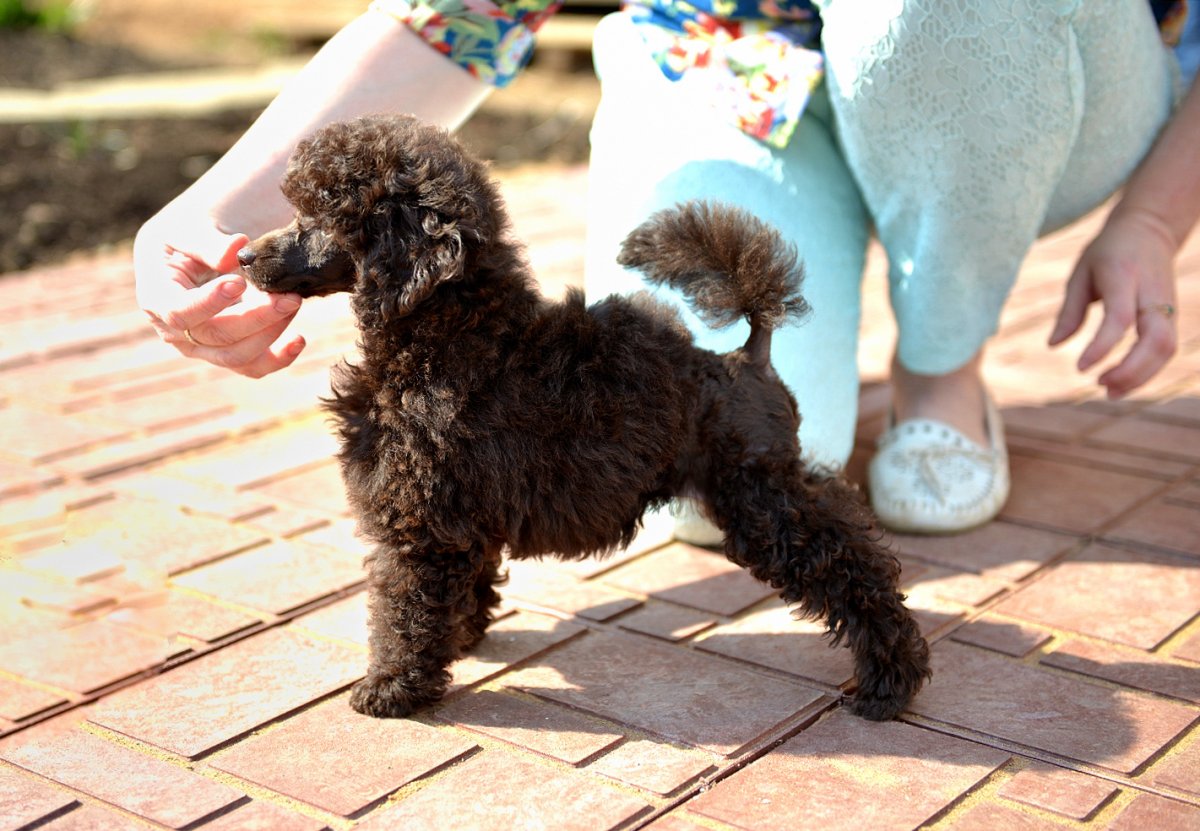 Пудель карликовый миниатюрный