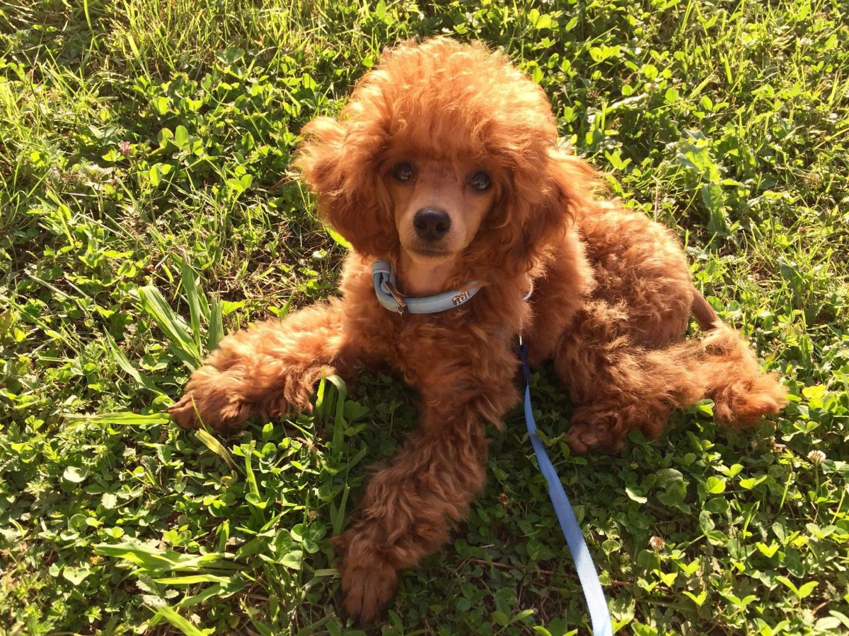 Вес той пуделя взрослого