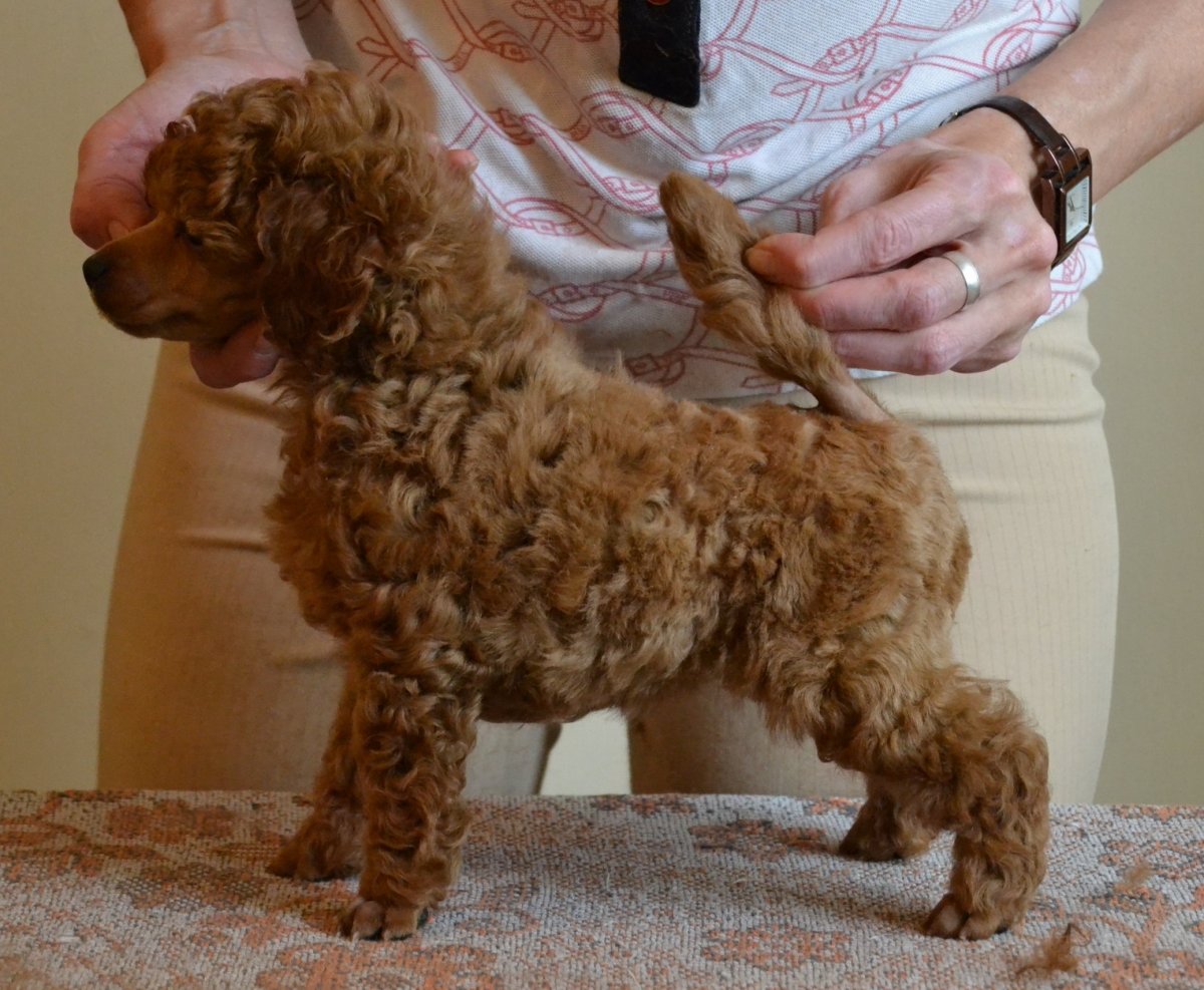 Мальтипу рыжий