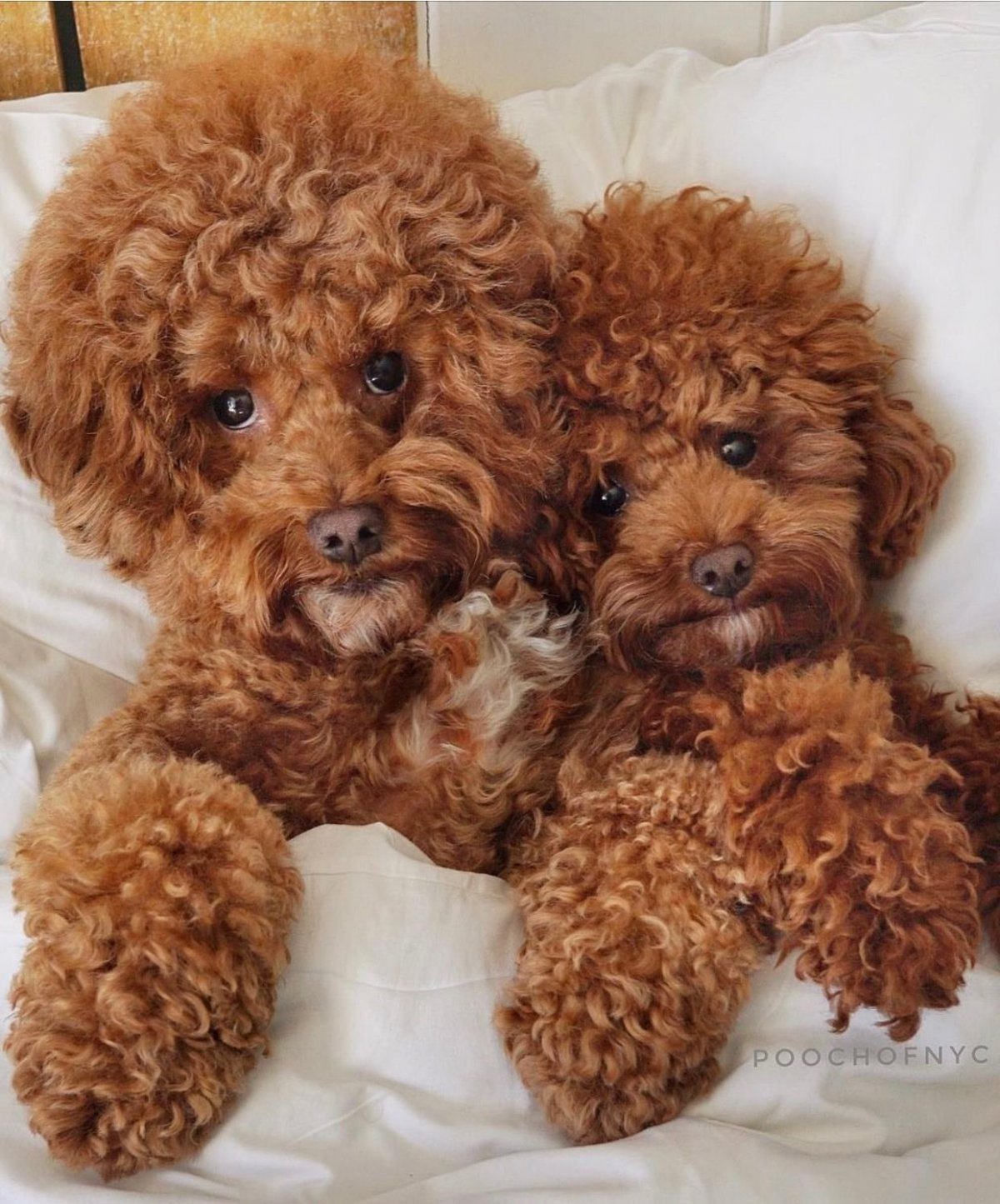 Карликовый пудель