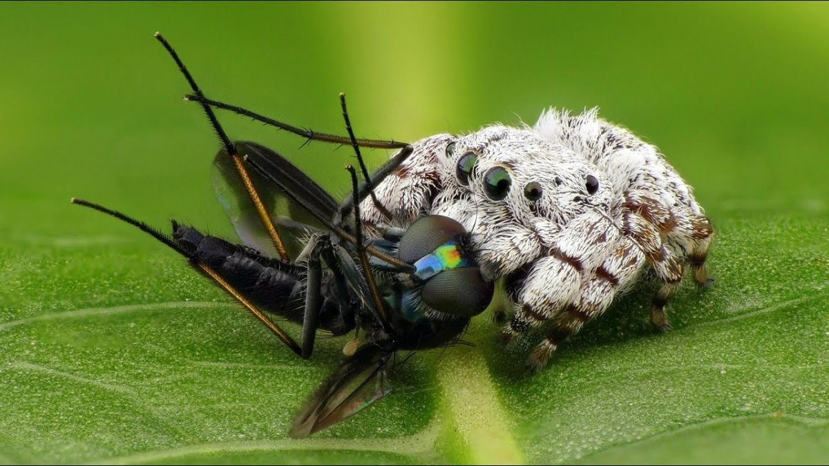 Паук Королевский Phidippus Regius