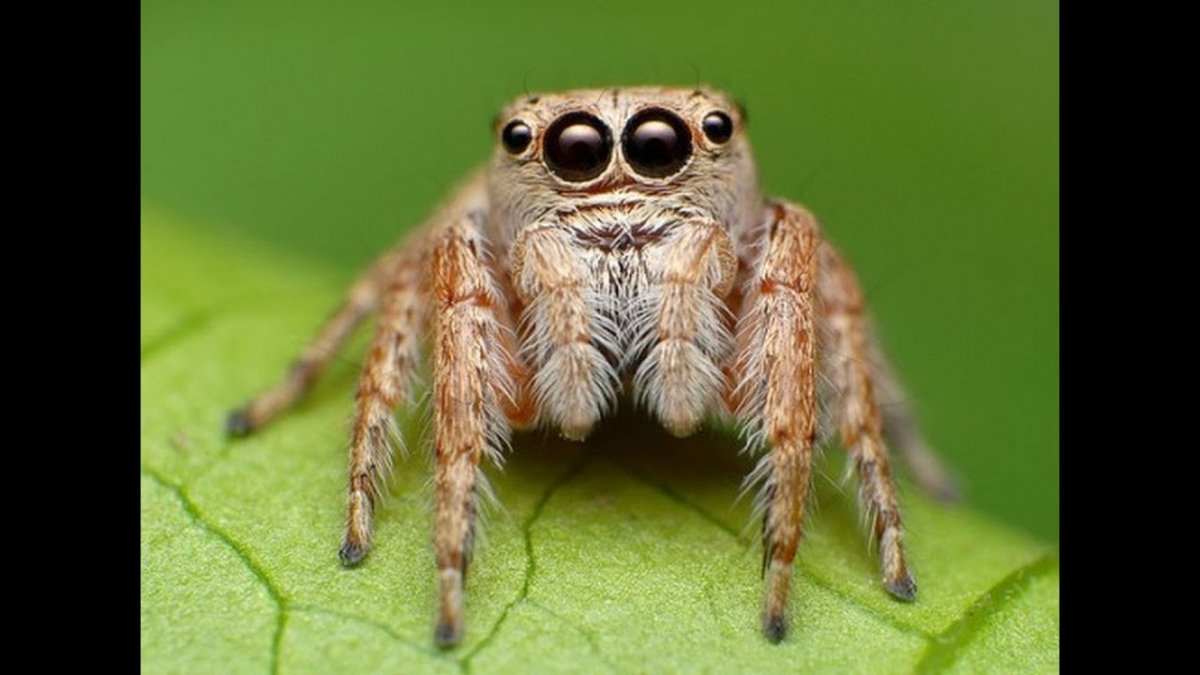 Паук Лукас порода