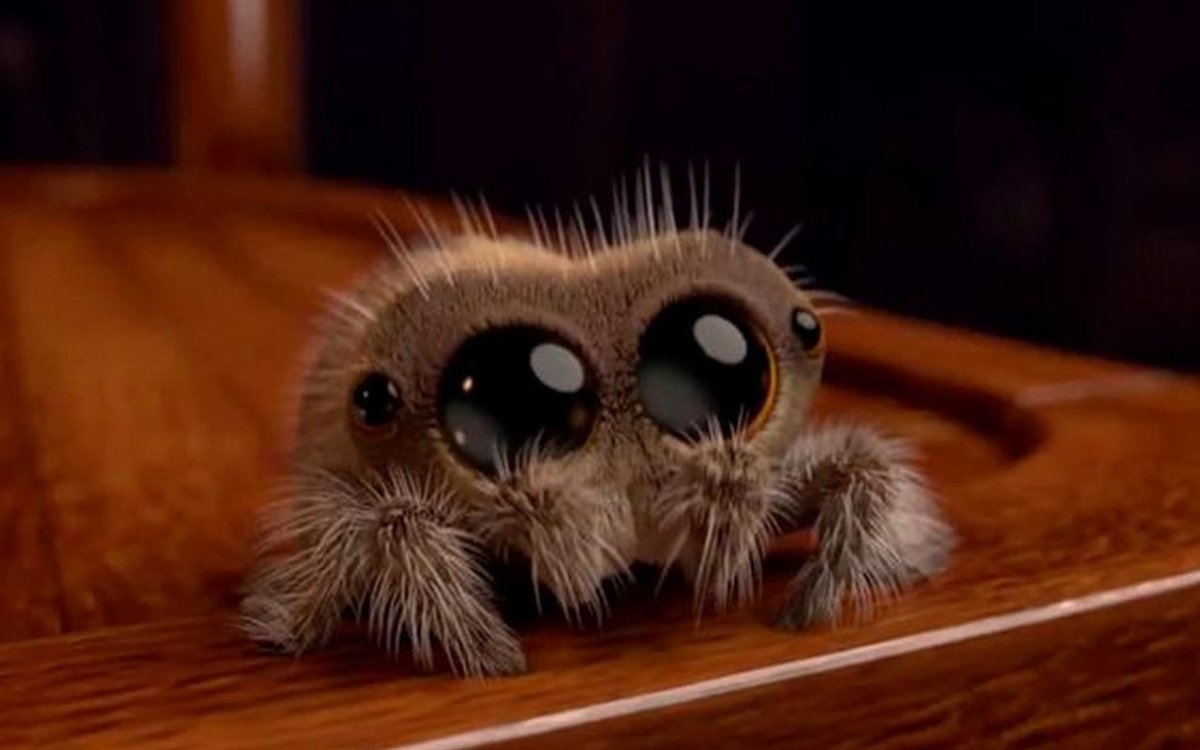 Паучок Лукас