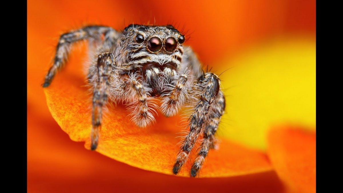 Паучок Лукас