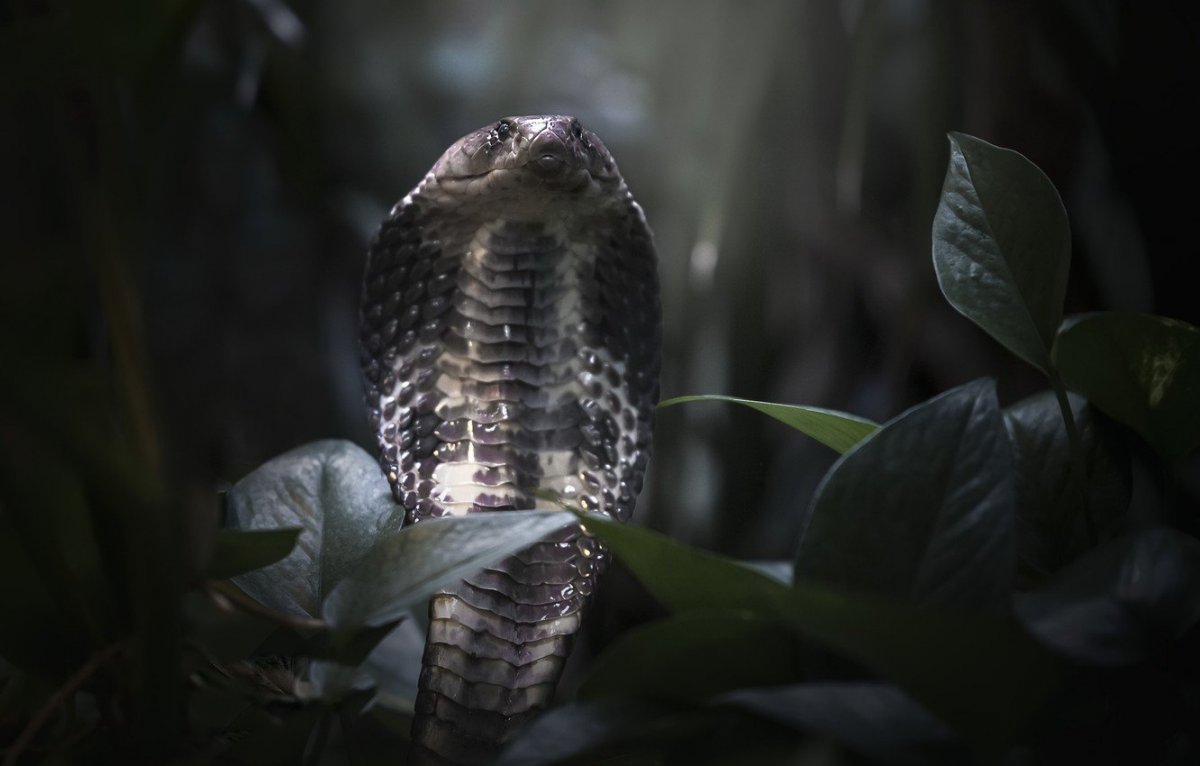 Королевская Кобра