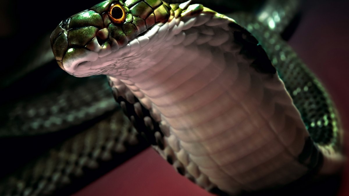 Змея на черном фоне