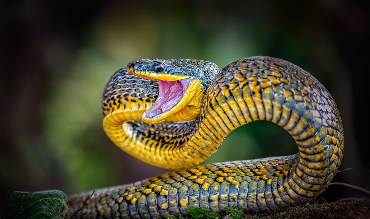 Змея Кобра Королевская чёрная