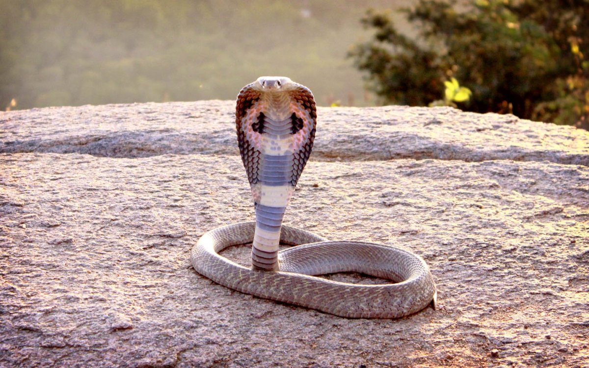 Ядовитая змея Анаконда