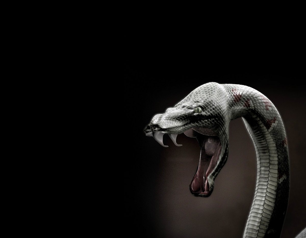 Моноклевая Кобра леуцист