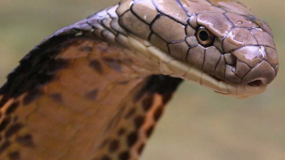 Черный питон змея