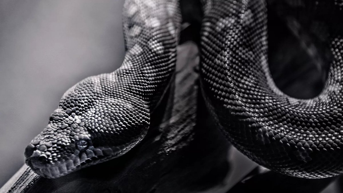 Королевская Кобра черная