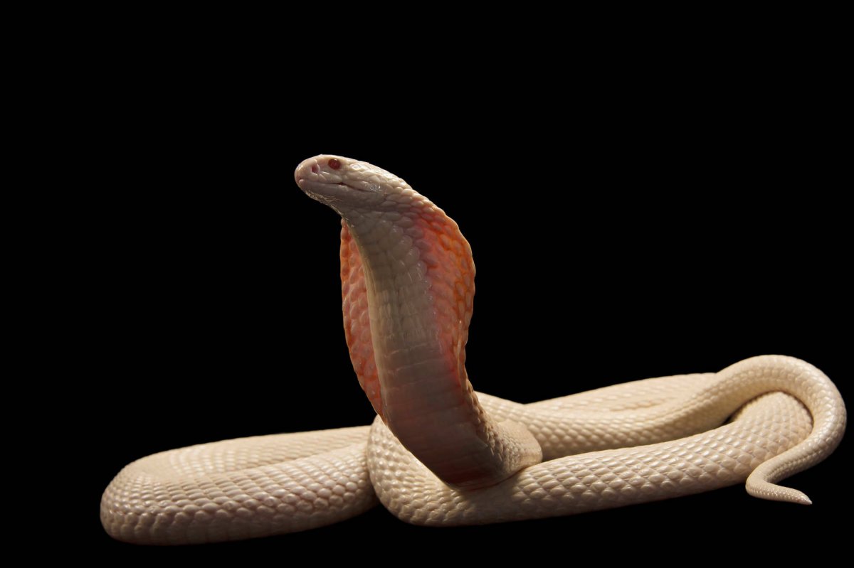 Королевская Кобра