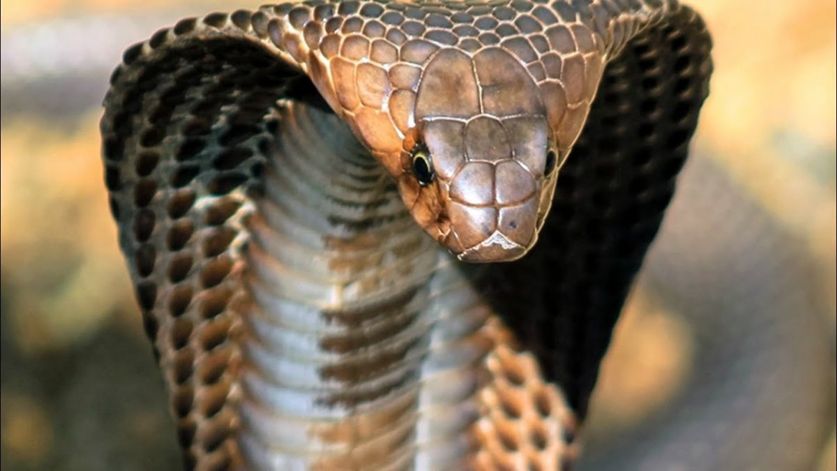 Королевская Кобра альбинос