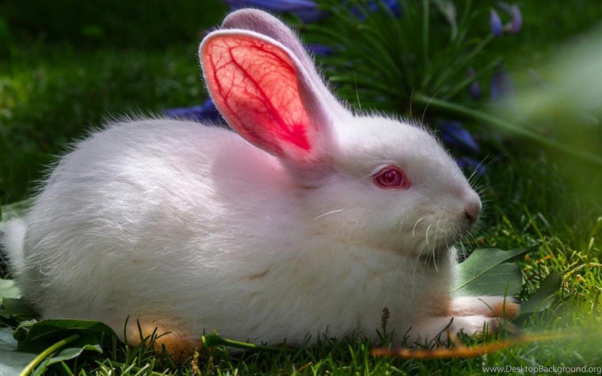 Белый кролик с красными глазами