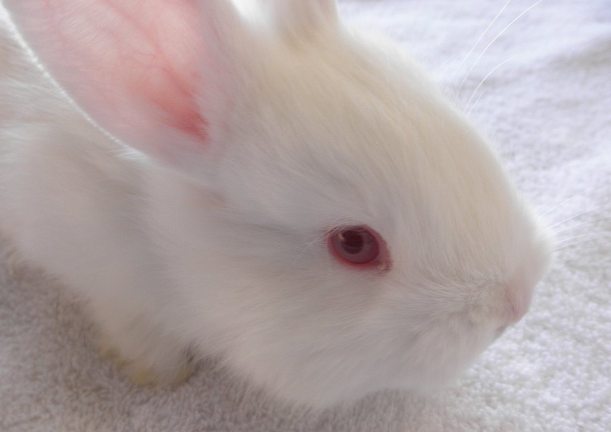 Белый кролик с красными глазами