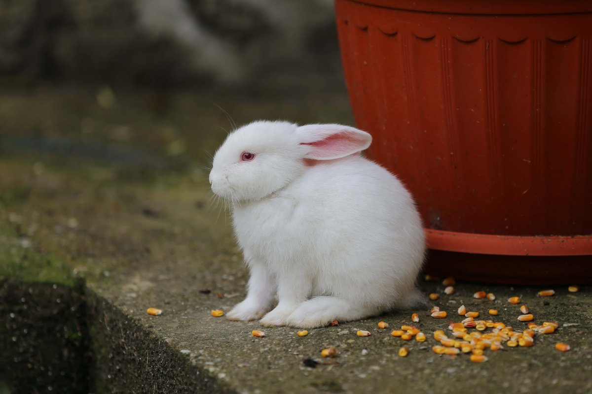 Белый кролик с красными глазами