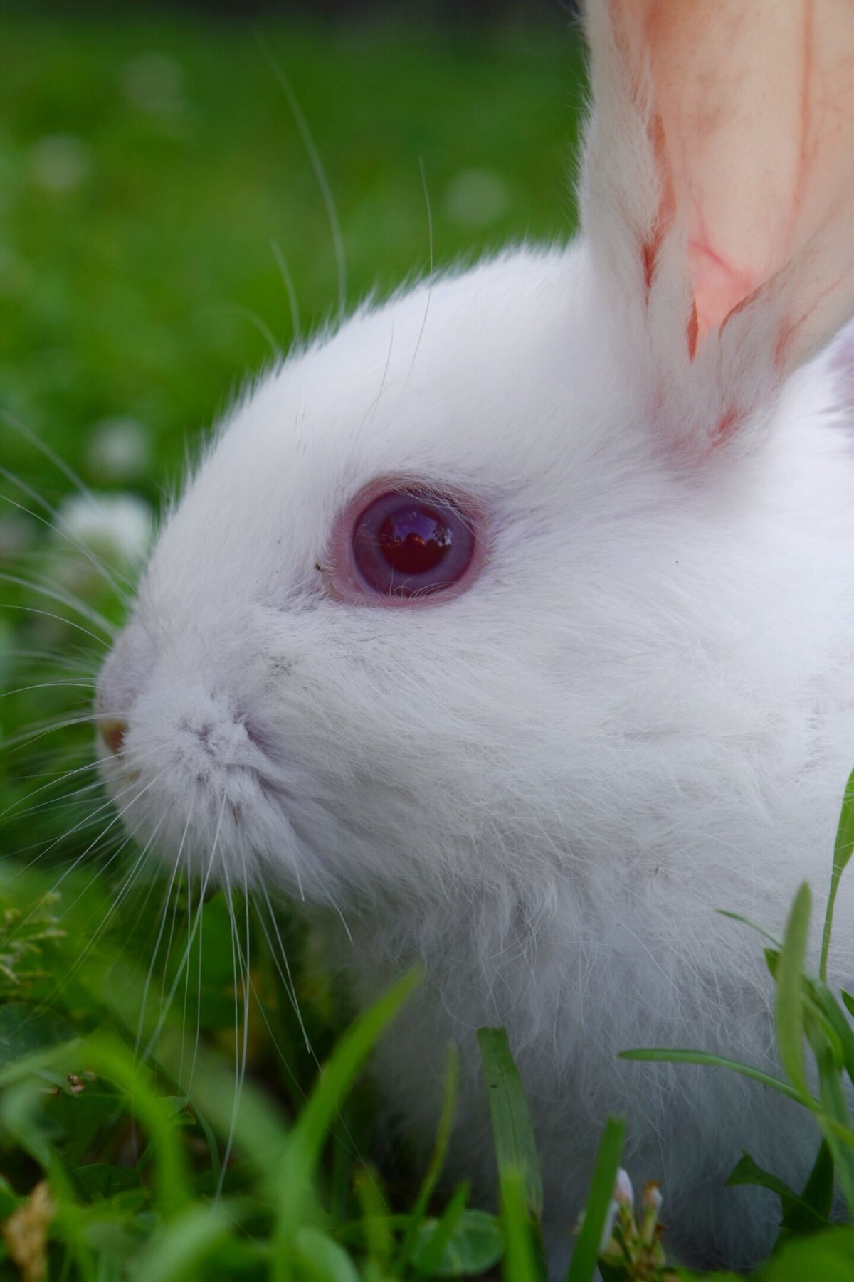 Белый кролик с красными глазами
