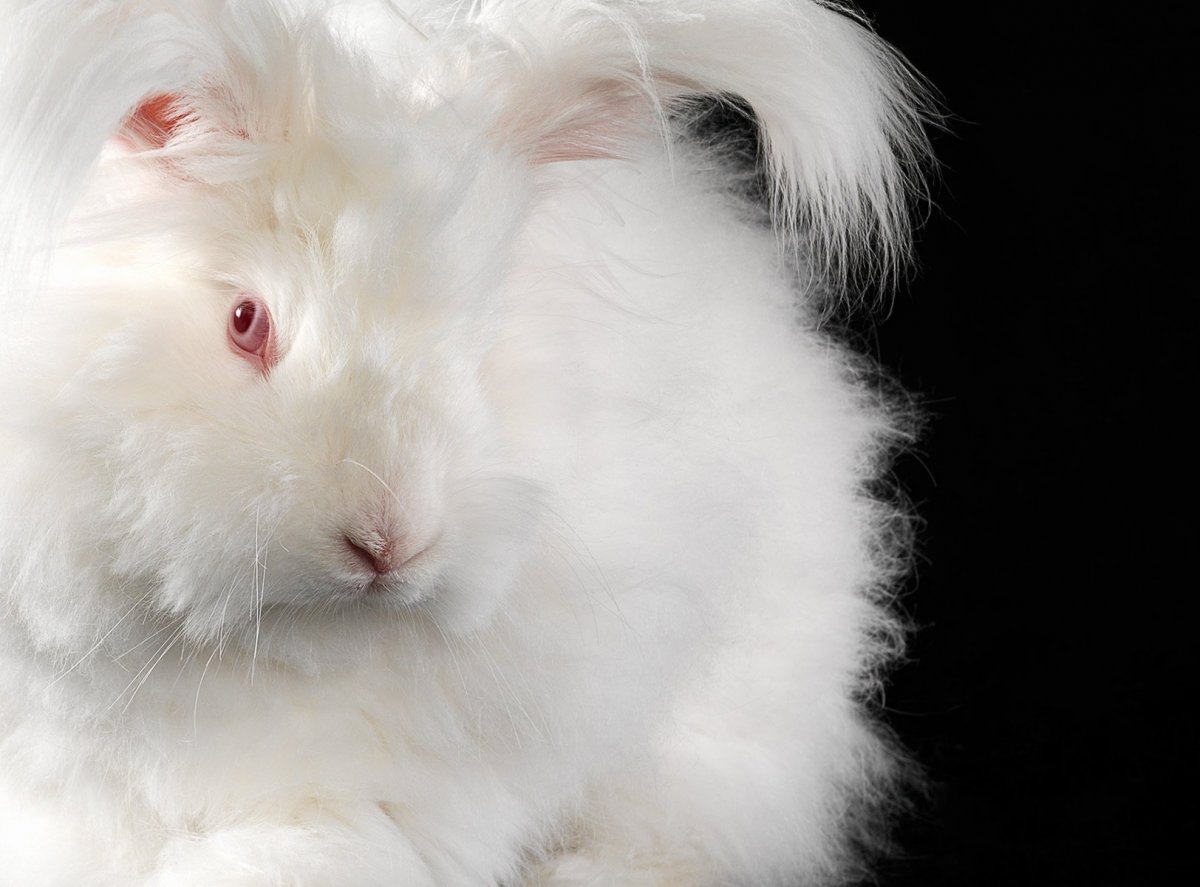 Фото белого кролика с красными глазами