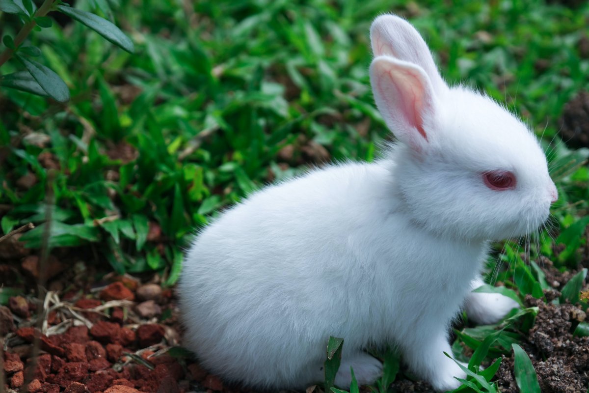 Кролик н белый с красным