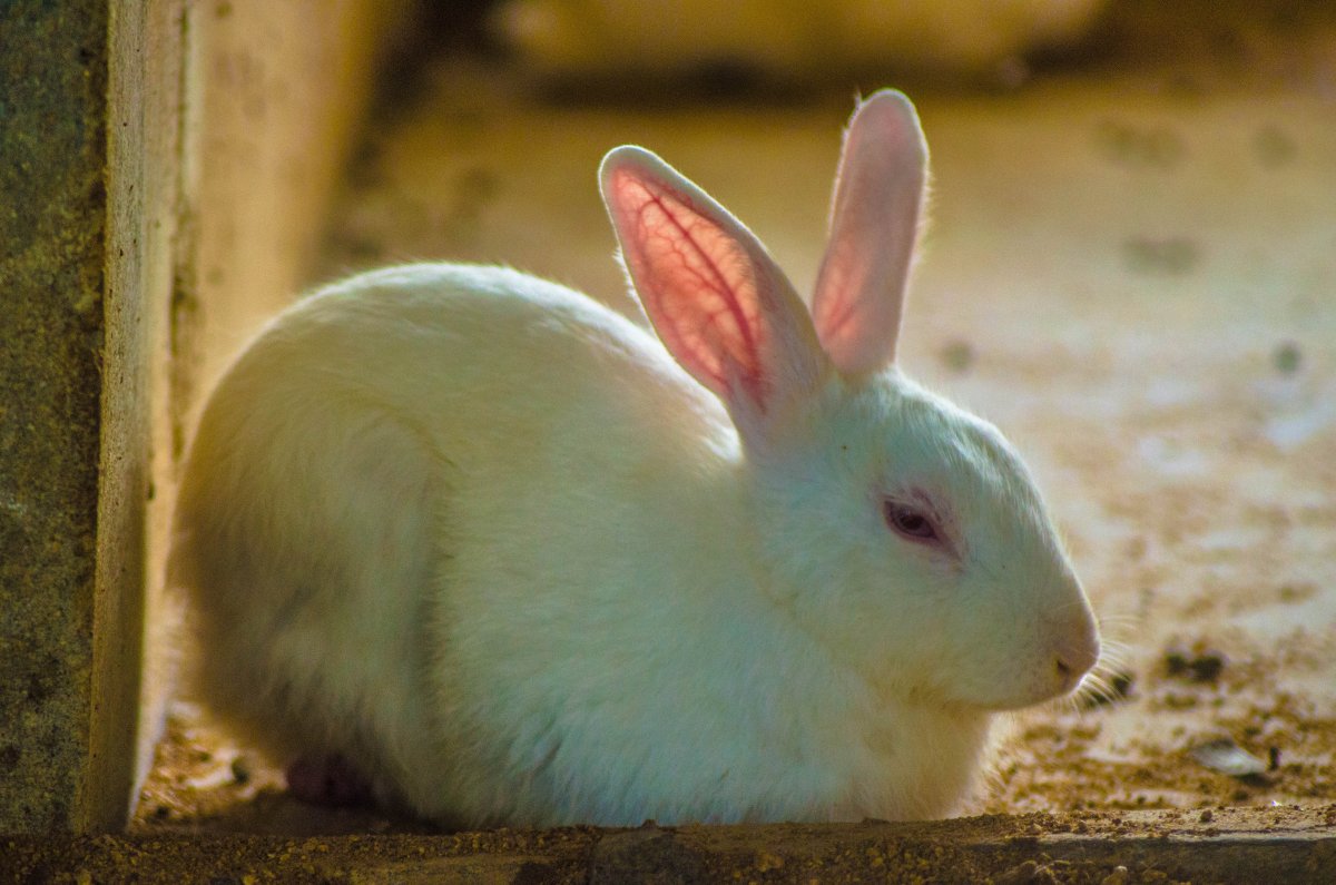 Кролик альбинос с красными глазами