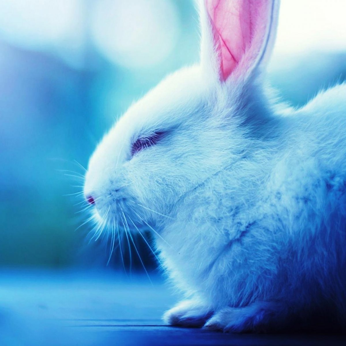 Алиса в стране чудес Мартовский заяц