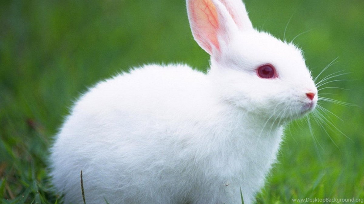 Белый кролик