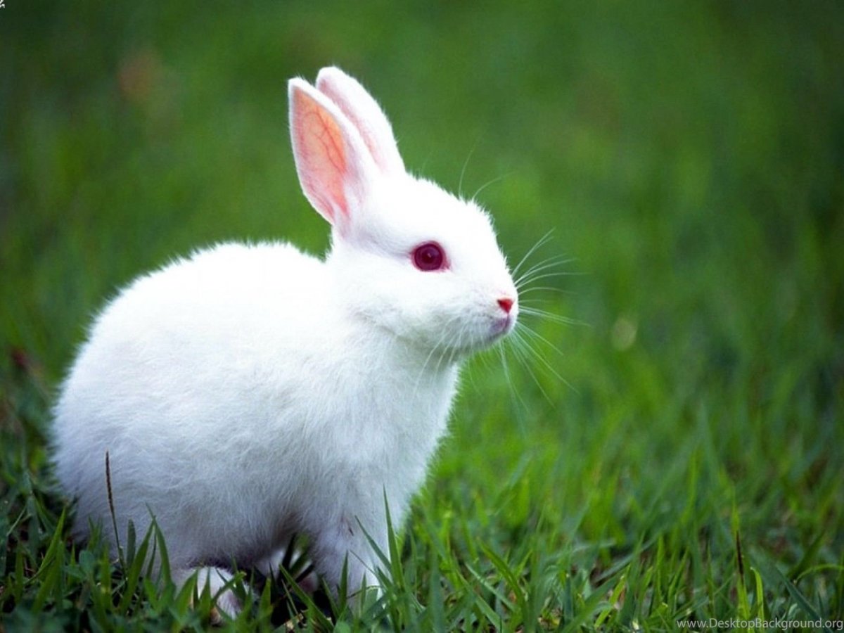 Белый кролик отбросы