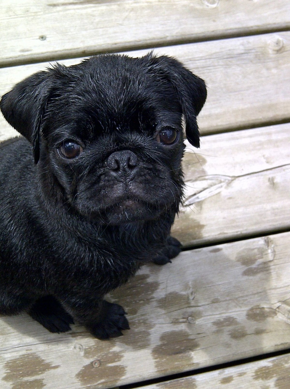 Коричневый Мопс