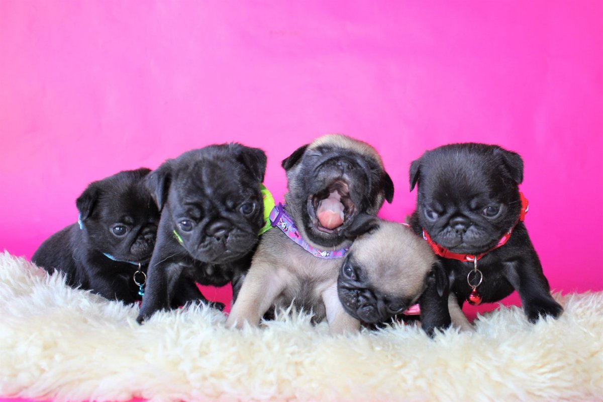 Красивый черный Мопс