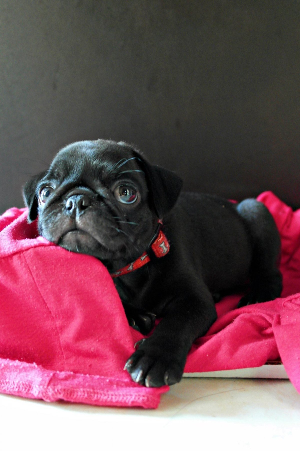 Черный Мопс кобель