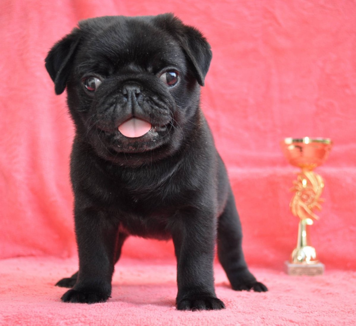 Порода собак Мопс черный