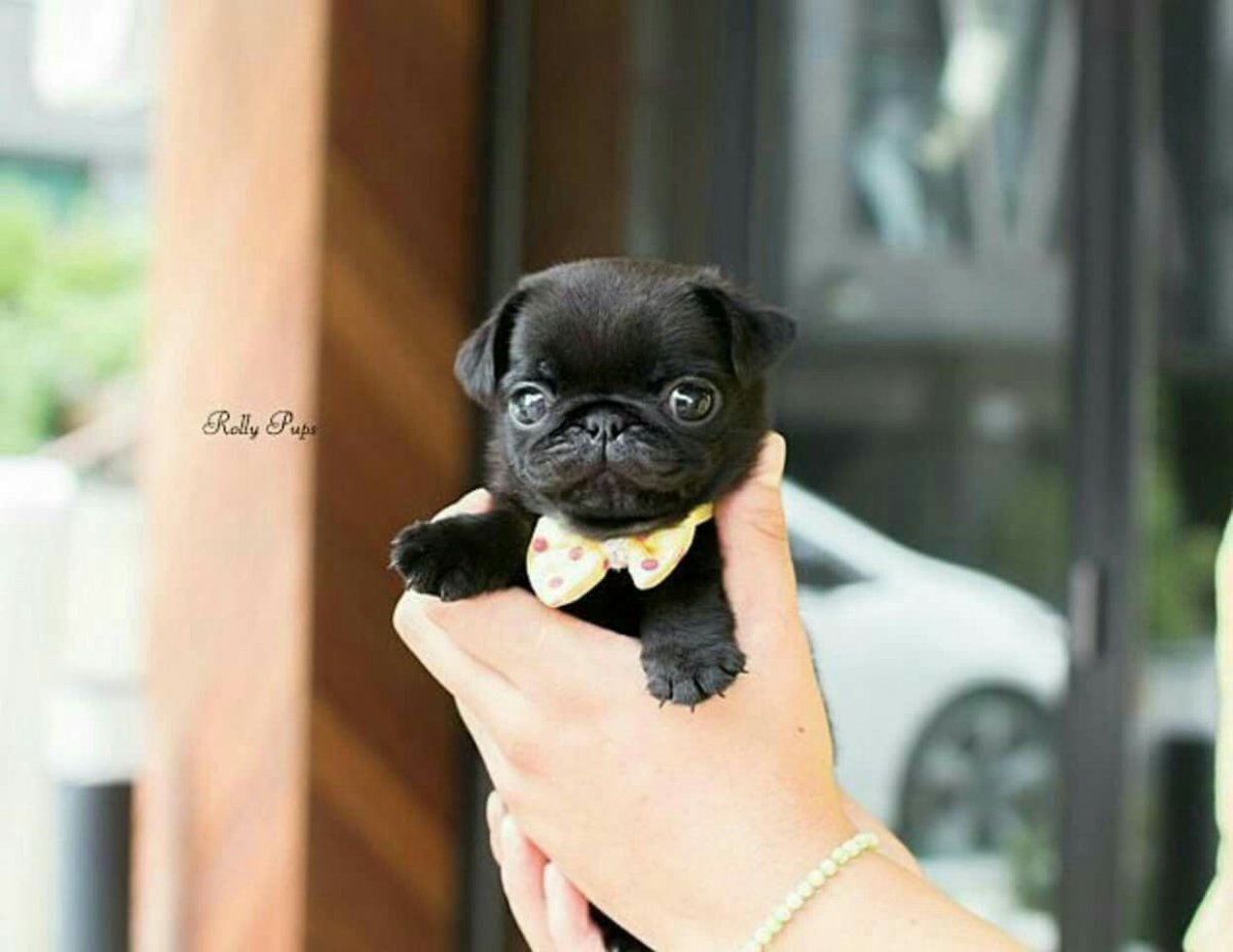 Мопс черный щенок