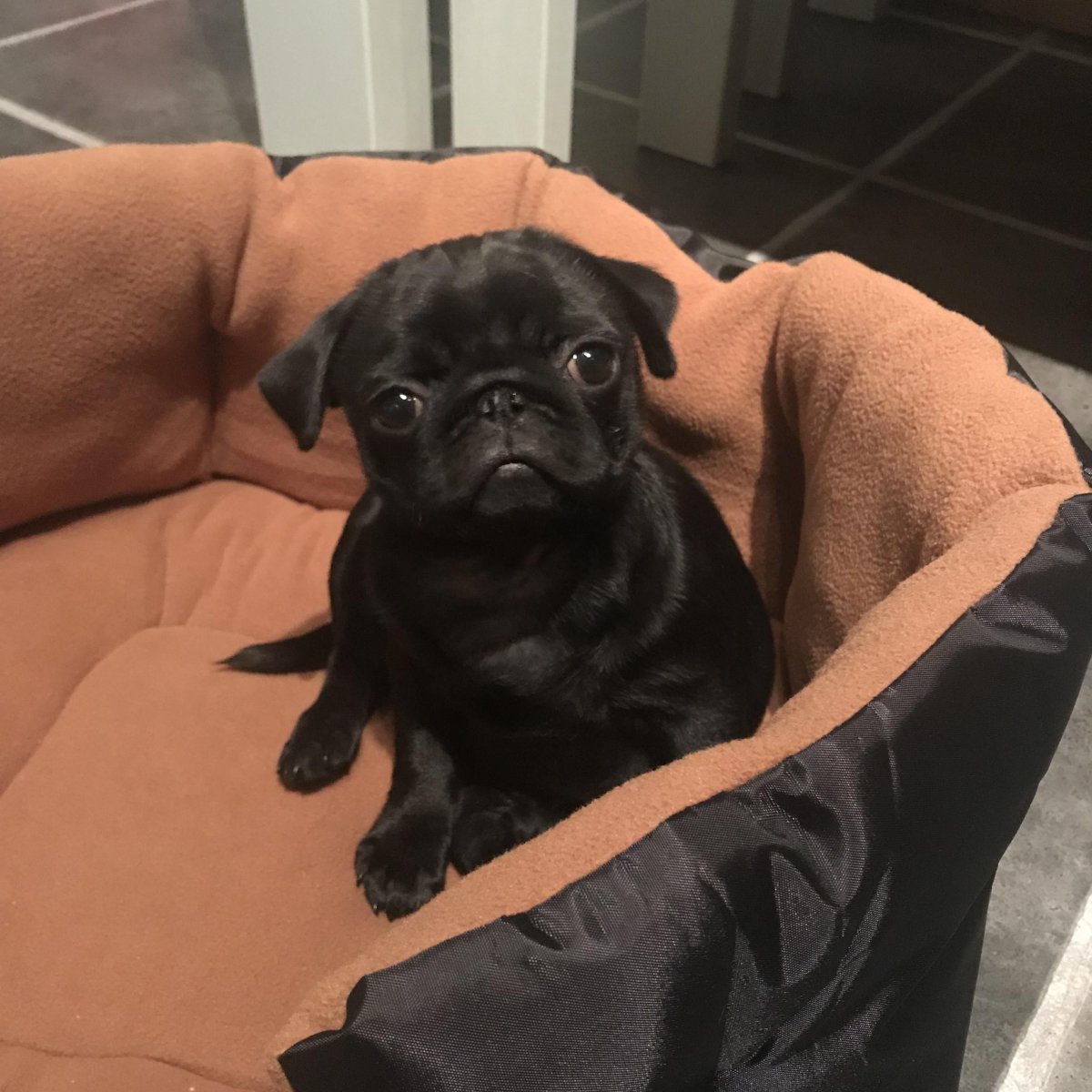 Черный Мопс в свитере