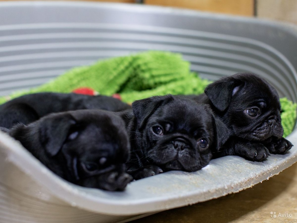 Новорождённые щенки МОПСА