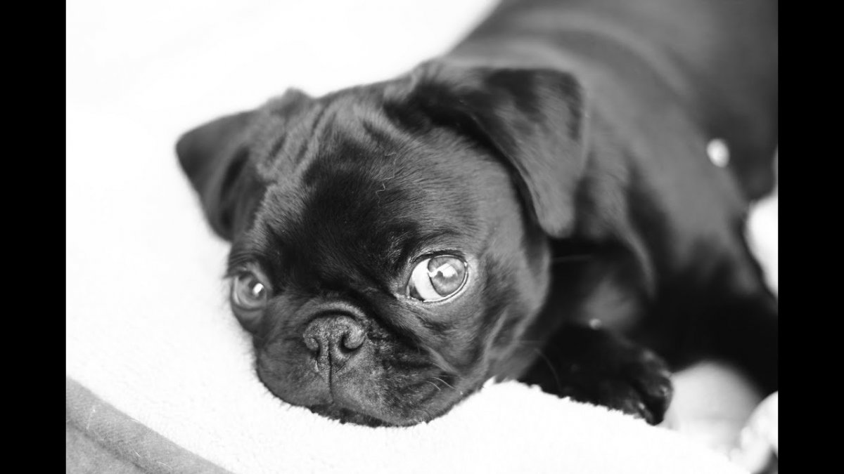 Мопс черный щенок