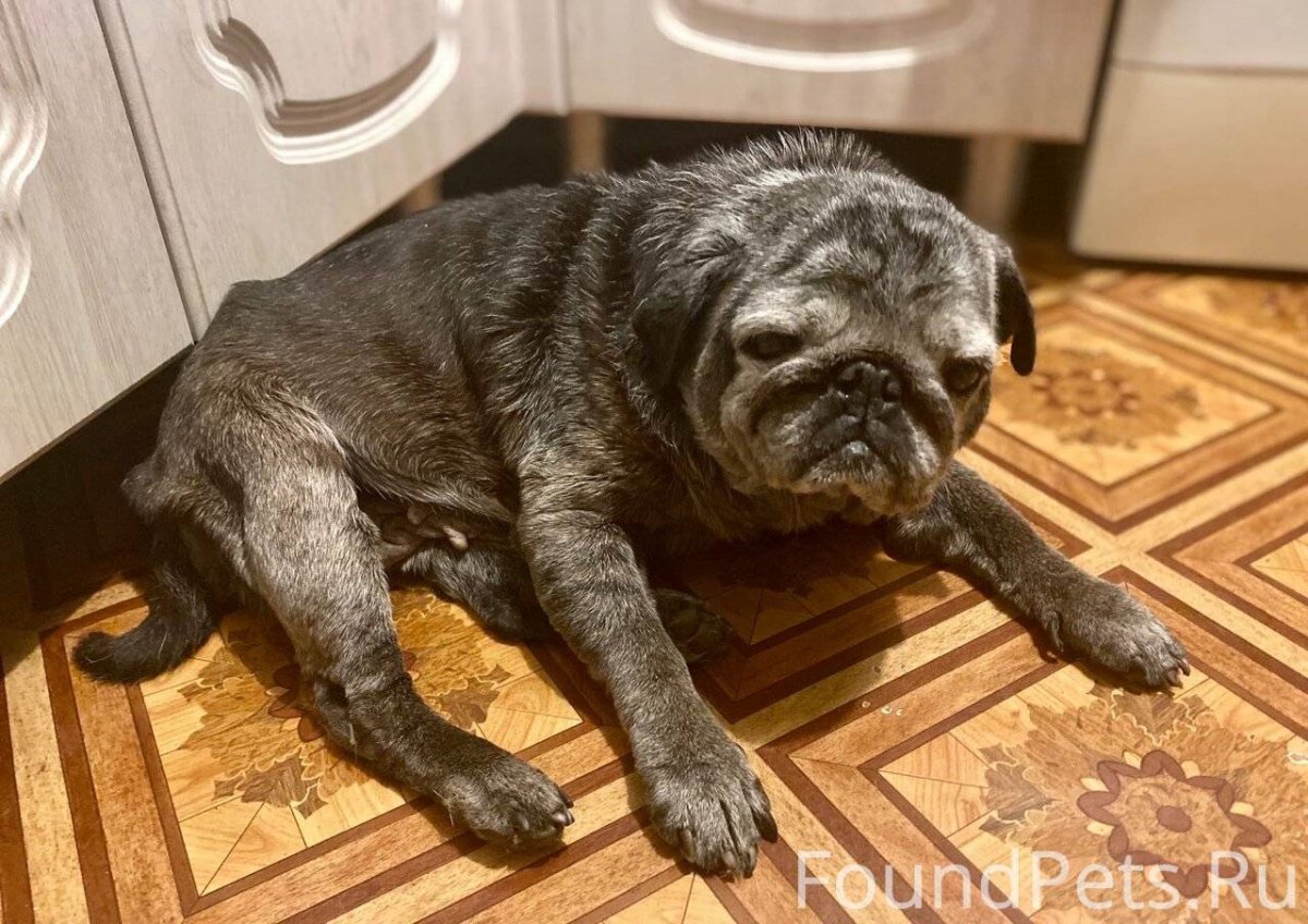 Мопс черный злой