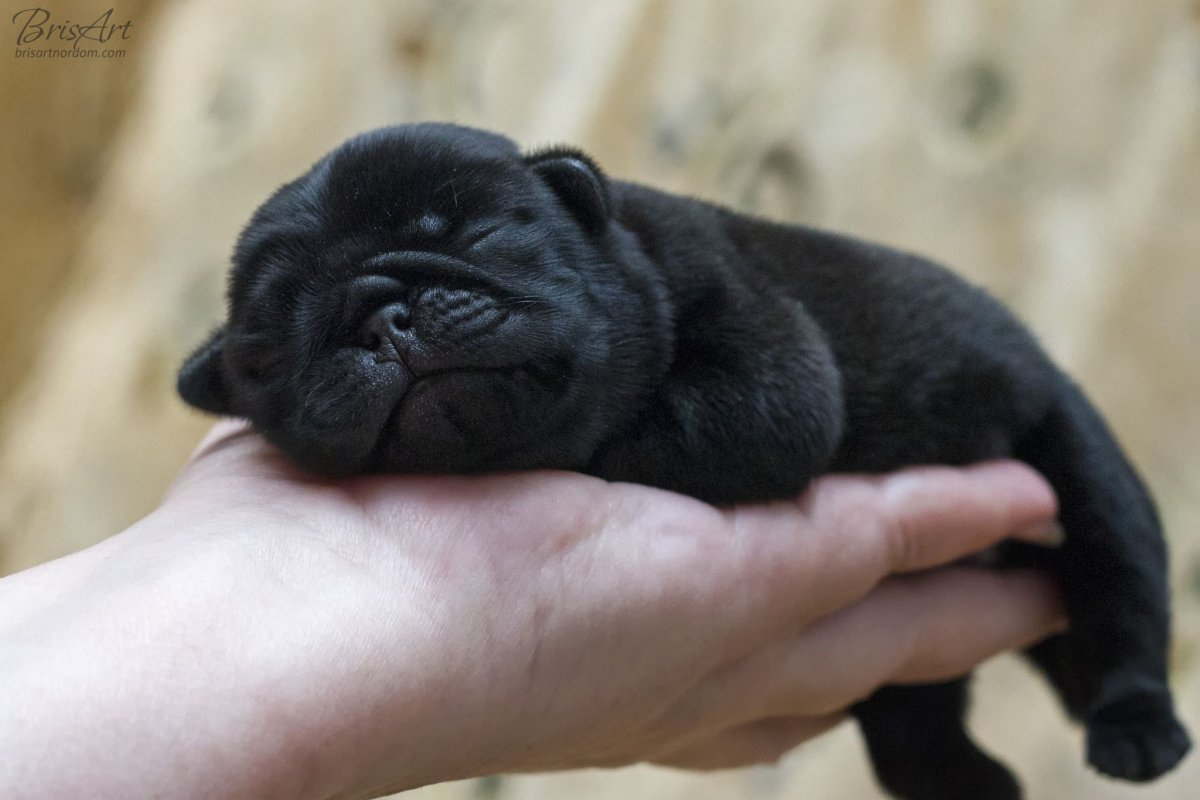 Мопс черный