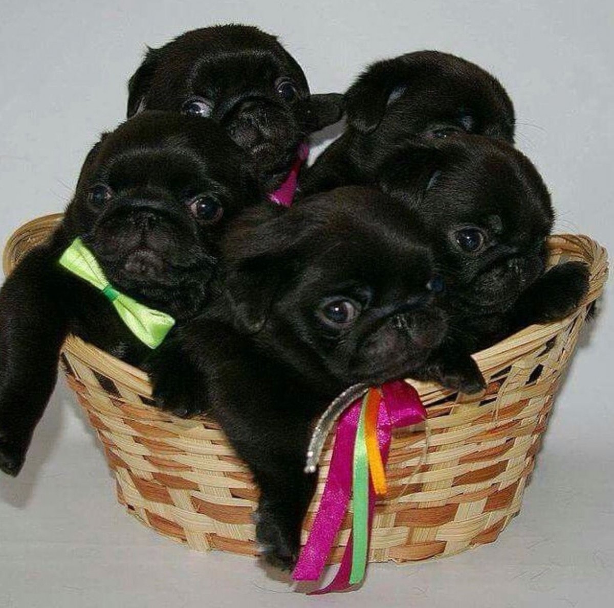 Черный Мопс обои