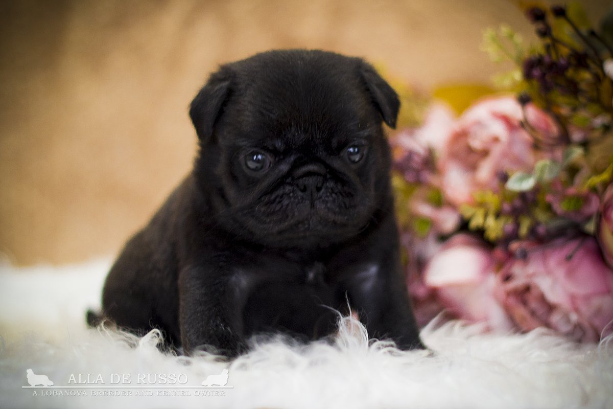 Черные мопсики щенки