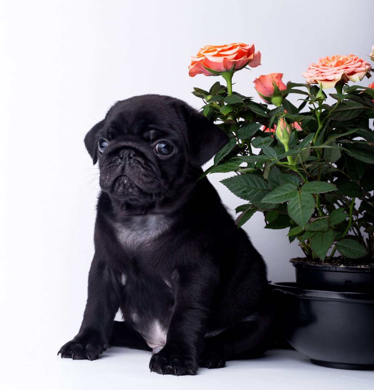 Мопсики щенки