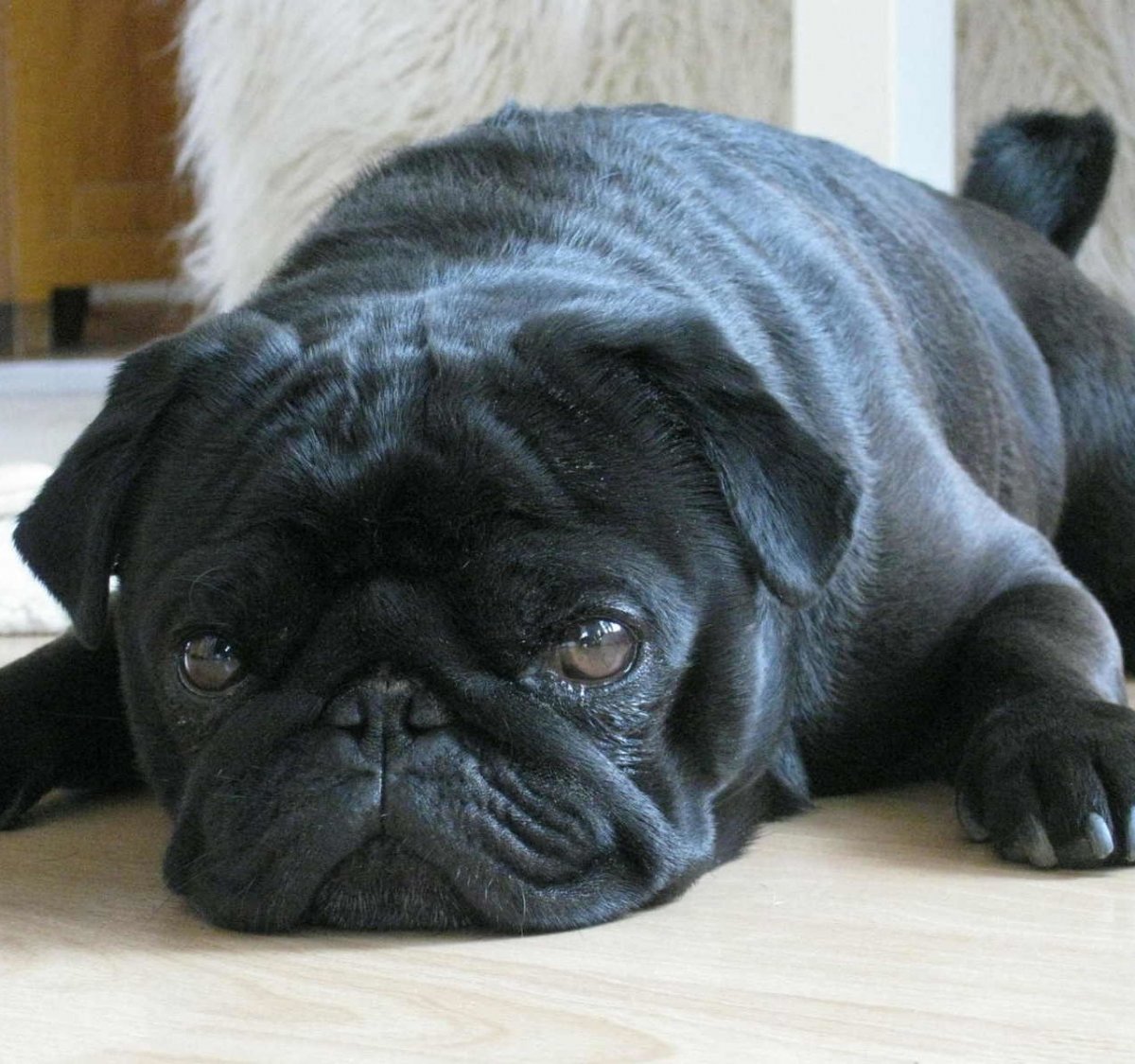 Собака Мопс черный