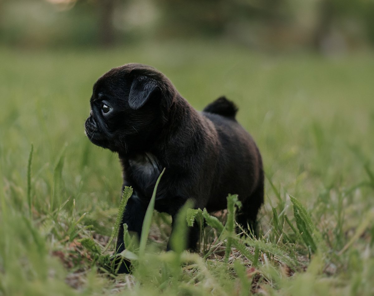 Карликовый Мопс черный