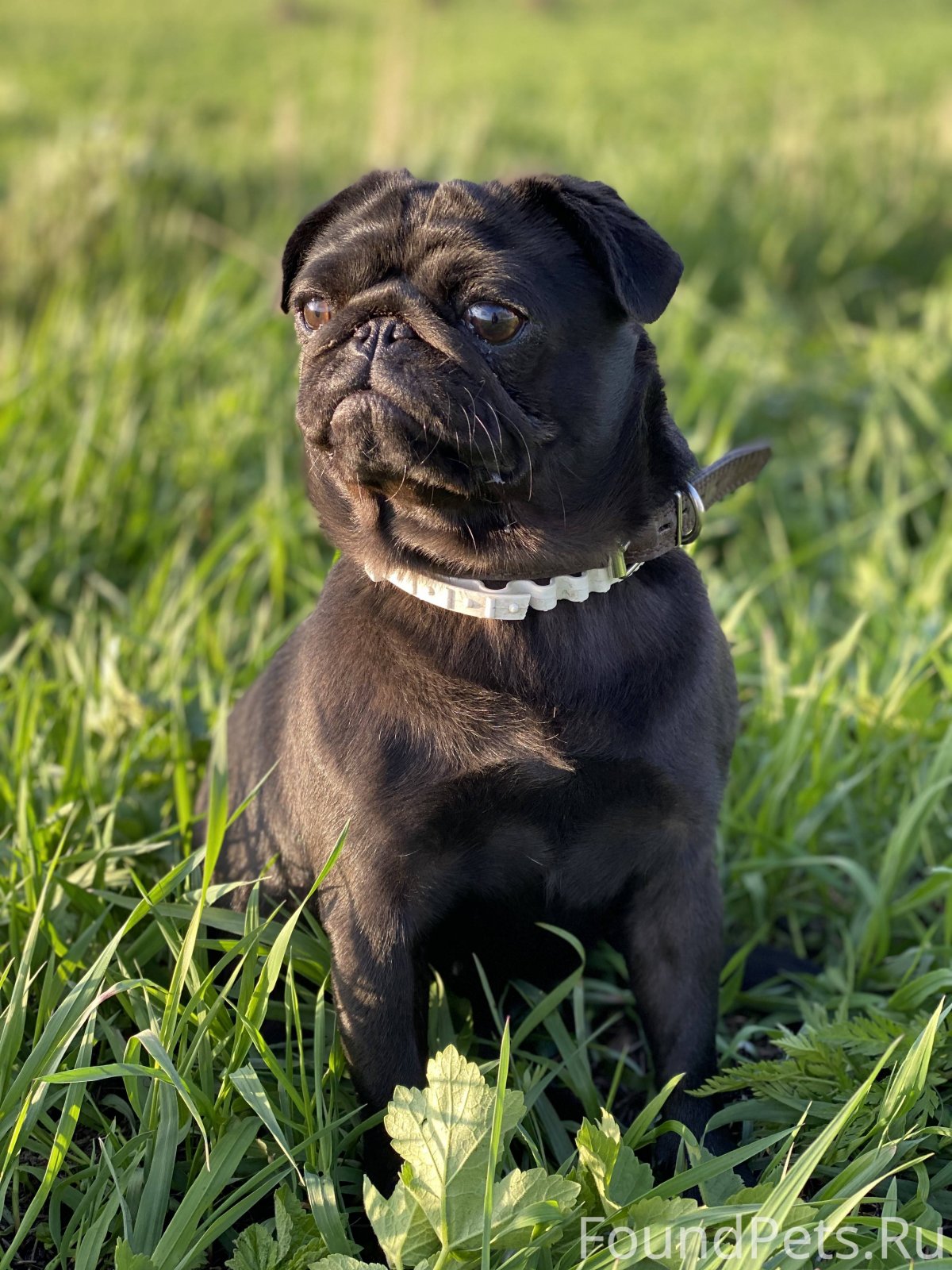 Черный Мопс девочка