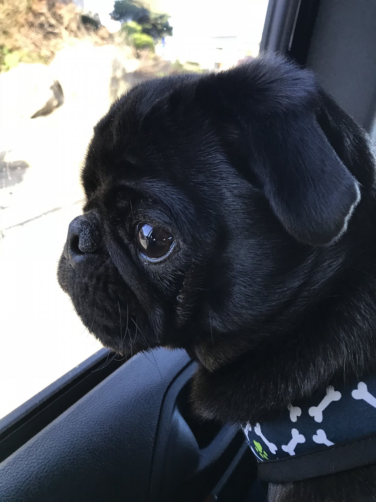 Мини Мопс черный