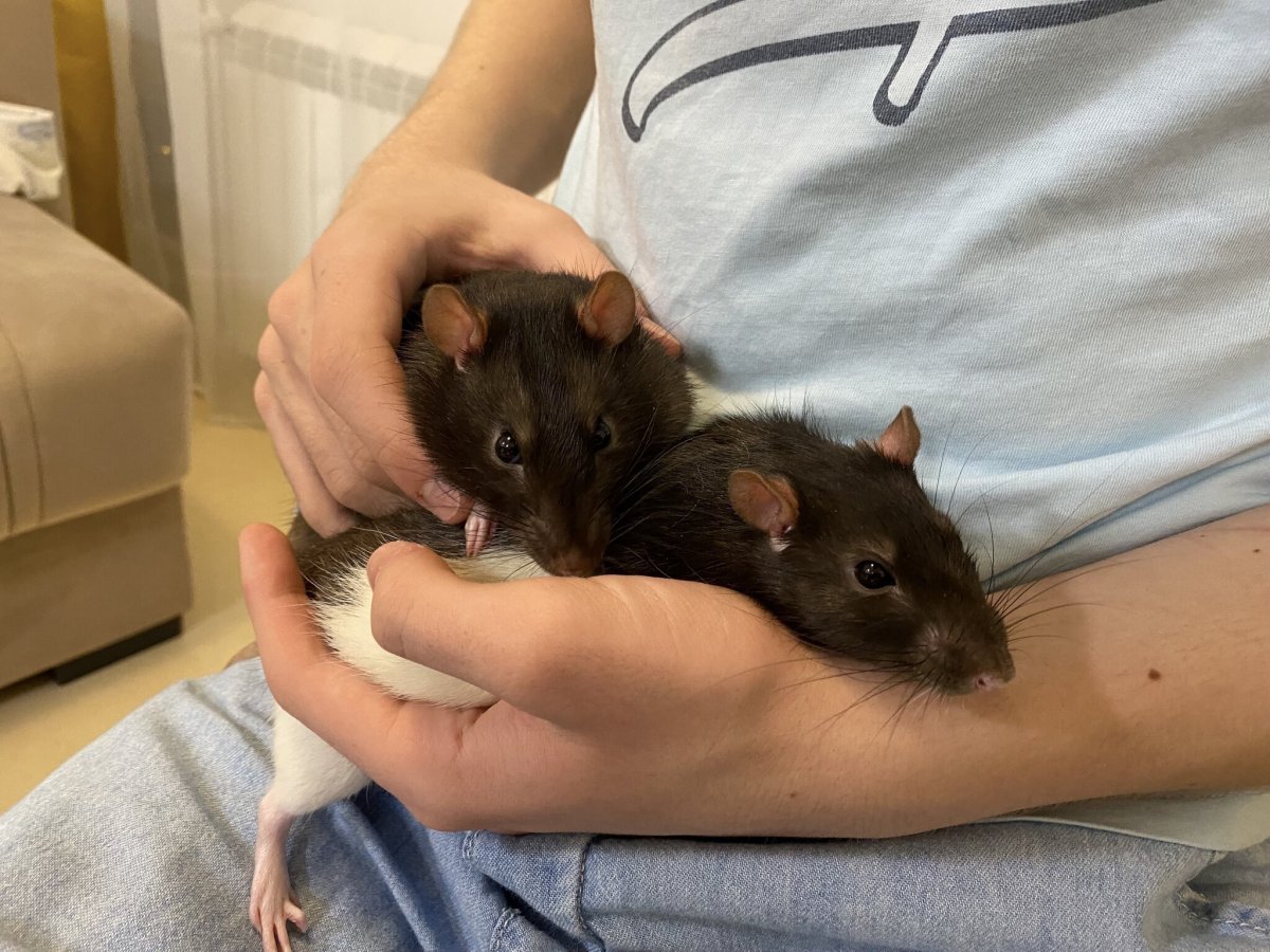 Вомбат и Медведев