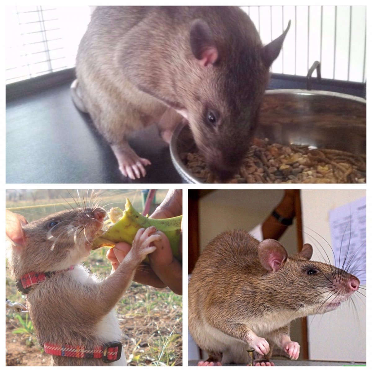 Американская циклопическая крыса