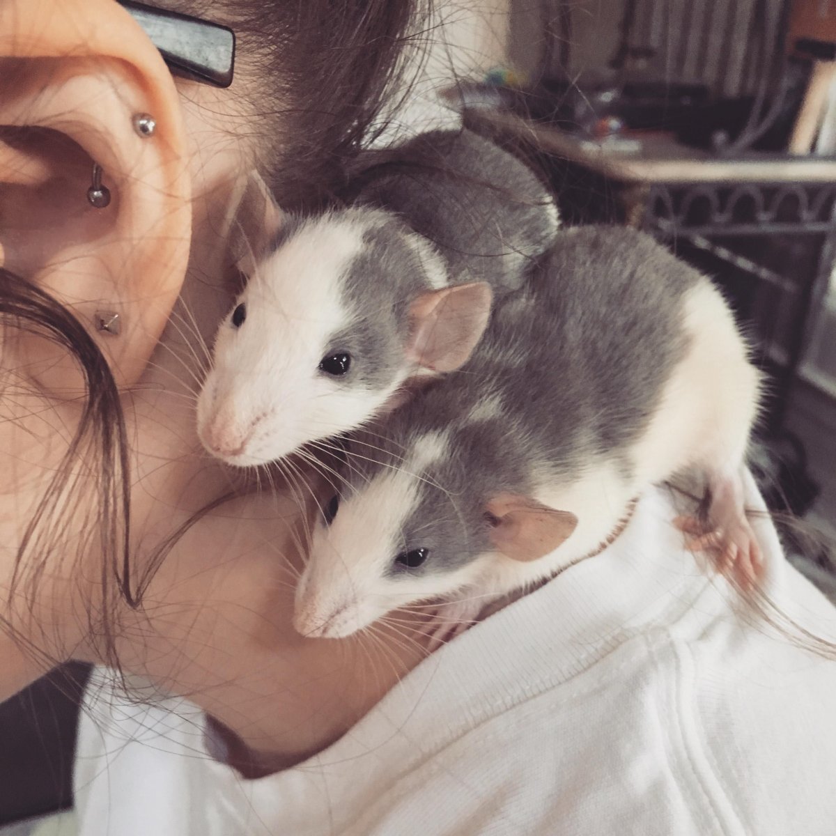 Самые большие домашние крысы